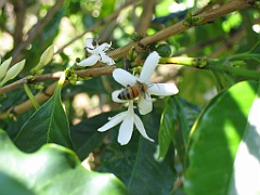 CairnsTC102 Jaques Coffee